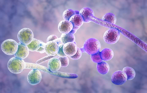 Candida albicans